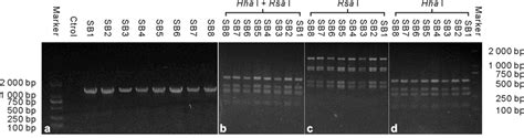 Polymerase Chain Reaction Amplification Of The 16s Rdna Gene Of Eight Download Scientific