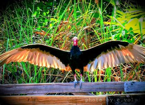 Americas Favorite Photos Competition Page Everglades Majesty Carol