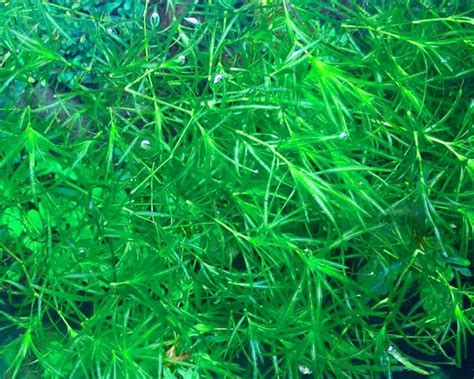 Guppy Grass | Seek Aquatics