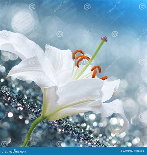 Lily Flower On Blue Background With Bokeh Effects Stock Image Image