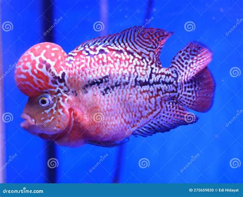 Kamfa Type Louhan Fish From Thailand In The Aquarium Stock Photo