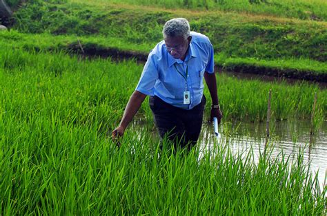 Climate Change Ready Rice International Rice Research Institute