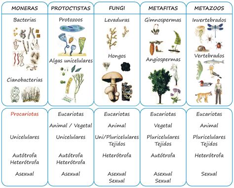 Los Reinos De Los Seres Vivos My English And Science