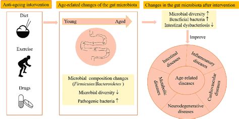 Anti Aging Interventions Alter The Gut Microbiota And Slow The