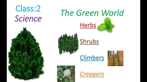 Shrubs Herbs Climbers And Creepers Class 2 Science A Green