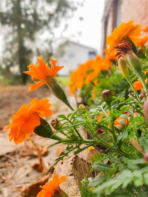 Flor De La Maravilla Planta De La Maravilla Mexicana Azteca O Africana