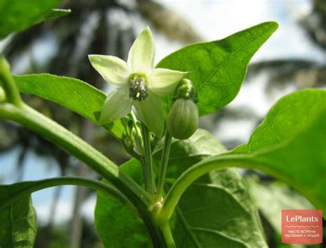 Перец кустарниковый (Capsicum frutescens) — описание, выращивание, фото ...