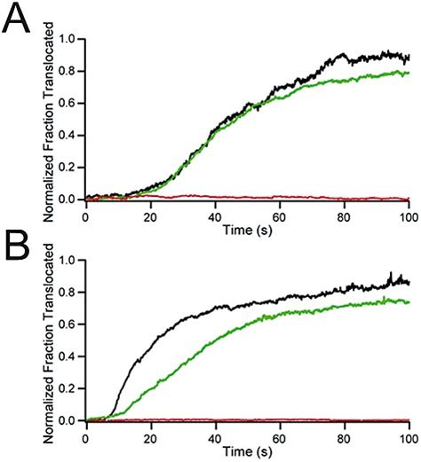 Translocation Of Chimeric Proteins Across Artificial Membranes At Time