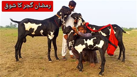 Top Class Beetal Goats Of Ramzan Gujjar Bhai From Faisalabad YouTube