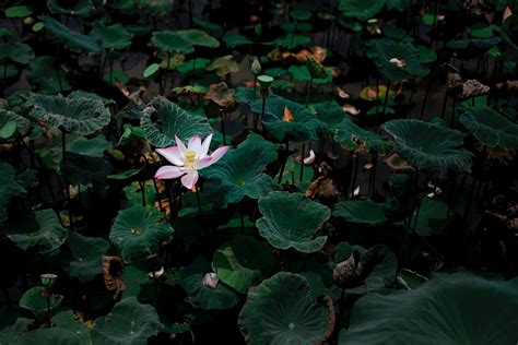 Papel De Parede Hd Para Desktop Flores Folhas L Tus Flor Fechar Se