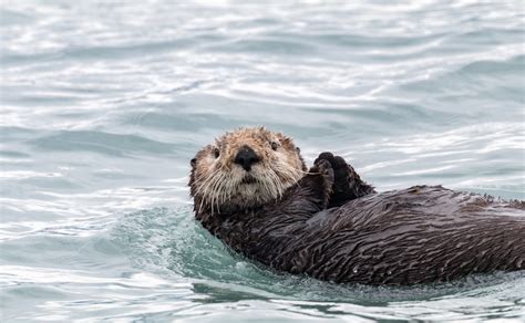 sea otter ocean animals