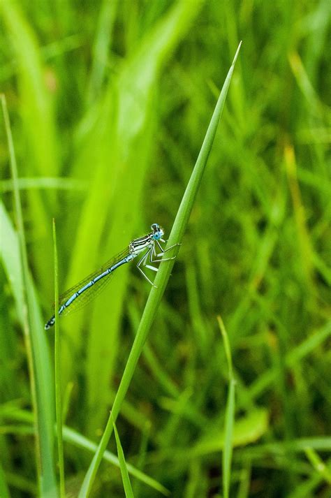 Libélula Hierba Verde Foto gratis en Pixabay Pixabay