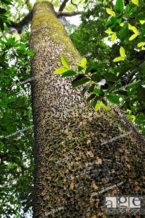 Sandbox Tree Possumwood Or Jabillo Hura Crepitans Syn Hura