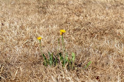 Why Your Lawn Is Dying Jimsmowing Au