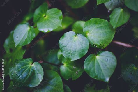 Kawakawa Leaves on Heaphy Track, Kahurangi National Park, New Zealand ...