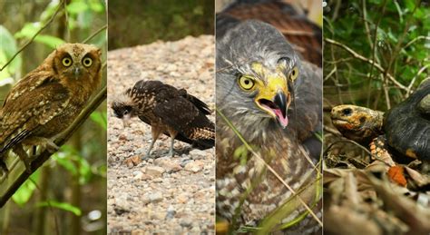 Liberaron Animales En Cautiverio En El Norte Del Tolima El Cronista