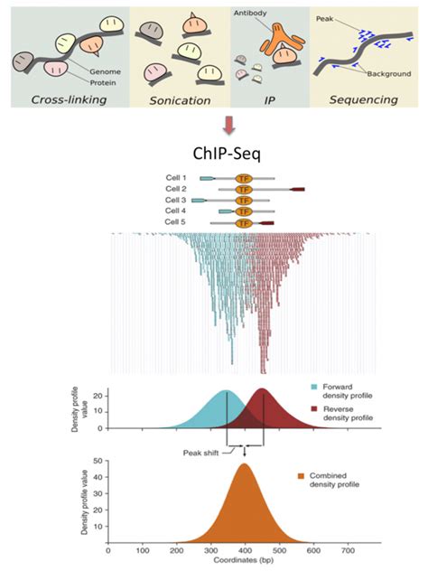 New Developments In Ngs Data Analysis Chip Seq Rasalsi