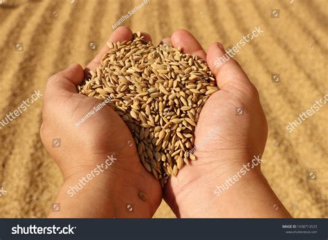 Naked Human Hand Full Rice Scientific Stock Photo 1938713533 Shutterstock