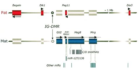 Schematic Representation Of The Imprinted Dlk1 Gtl2 Domain The Genes