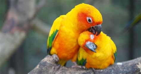 Sun Conure Lifespan: Simple Strategies For A Longer Life