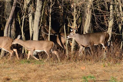 "Natural World" Through My Camera: The Whitetail Deer Mating Ritual...