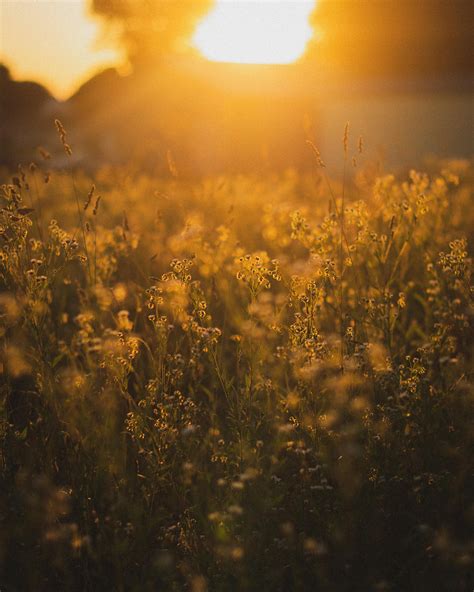 Golden Hour In My Favorite Field R Cottagecore