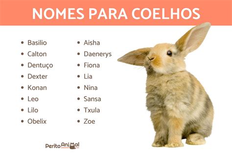 Nomes Para Coelhos Muito Originais