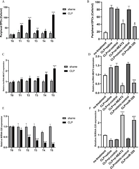 Figure From Lncrna Neat Regulate The Function Of Endothelial