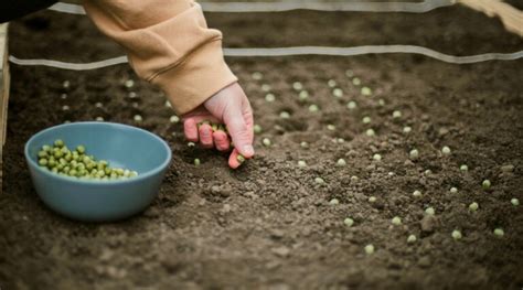 Starting Seeds vs. Buying Plants: Which is Better? 