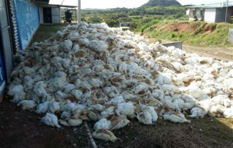 LLuvias apagón y muerte de unos 80 mil pollos en Chiriquí Día a Día