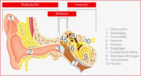 Sensationell Ohr Aufbau Arbeitsblatt Grundschule Für Deinen Erfolg