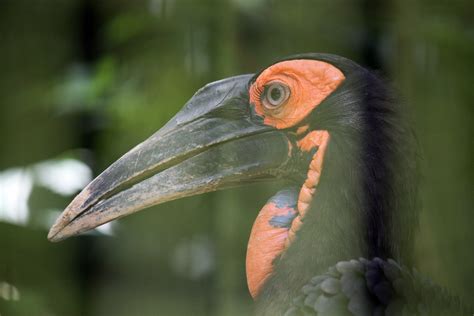 Bird Beak Close Up Free Stock Photo Public Domain Pictures