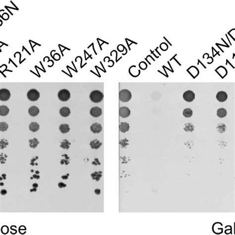 Effect Of The Expression Of The Seta Mutants In S Cerevisiae