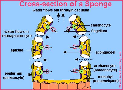 Sponges - EnchantedLearning.com