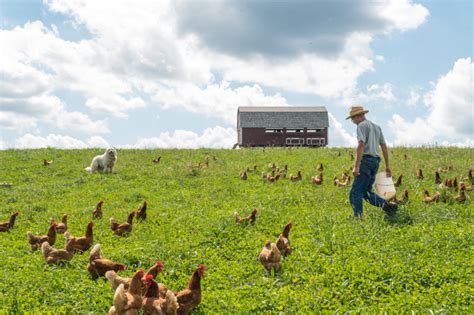 Livestock Management Rodale Institute