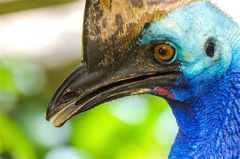 Review Mamu Tropical Skywalk East Palmerston Qld Top Oz Tours