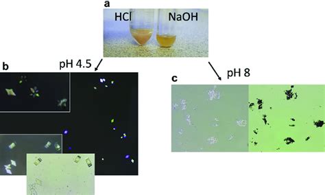 The Effect Of PH On Uric Acid Crystallization One Drop Of 1 N HCl