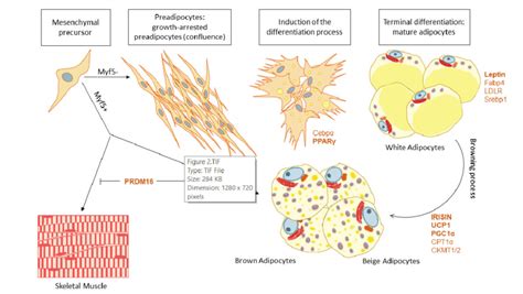 Adipogenesis The Differentiation Process From The Mesenchymal