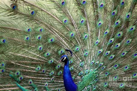 Peacock Displaying Photograph By Myrna Bradshaw Fine Art America