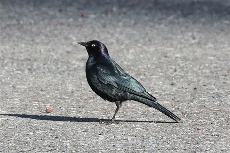 Brewer S Blackbird Euphagus Cyanocephalus Mark Rosenstein Flickr