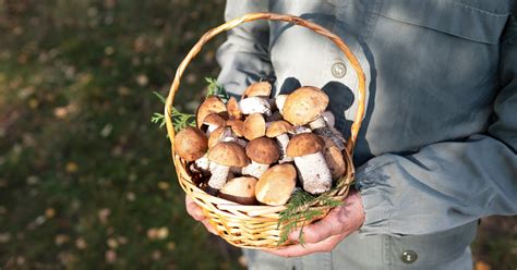 Ce Site R Pertorie Les Meilleurs Coins Champignons Dans Toute La France