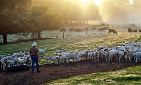 Tour De Farm Spotlight: White Oak Pastures - Cafe Campesino Roastery