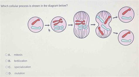 Solved Which Cellular Process Is Shown In The Diagram Below A