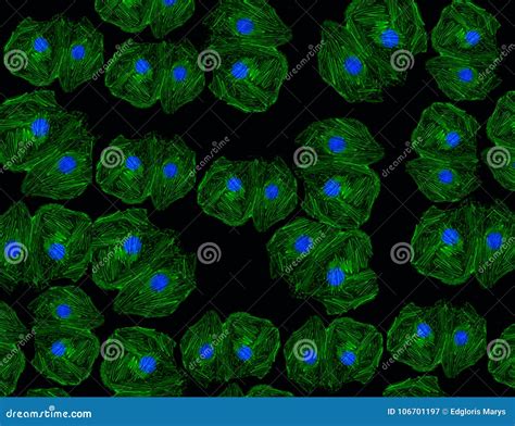 Fluorescent Cells Growing In Culture Showing Microtubules In Green And