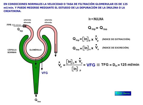 Como Calcular La Tasa De Filtracion Glomerular Formula Printable