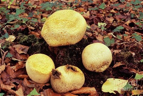 Common Earthball Fungi Photograph By John Wright Science Photo Library