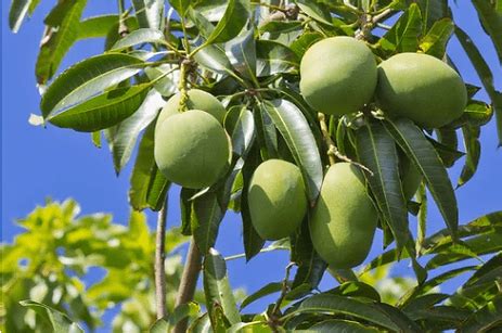 Les Bienfaits Du Manguier Un Arbre Aux Vertus Sant Et Propri T S