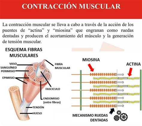 Anatomia Y Fisiologia Del Sistema Muscular Contraccion Muscular Images