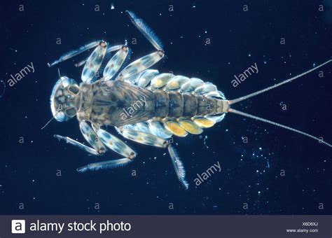 Mayfly Larvae Stock Photos & Mayfly Larvae Stock Images - Alamy