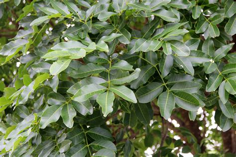 Flindersia australis, leaves | (Rutaceae) Crow's ash | Flickr